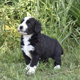 Bernedoodles, Goldendoodles, and Poodles from Four Willows Farm