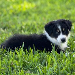 Purple - Tri-color female Border Collie puppy in Blue Ridge, Georgia from Hill Valley Border Collies