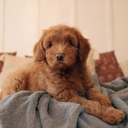 Goldendoodle Puppies from Peach and Honey Doodles