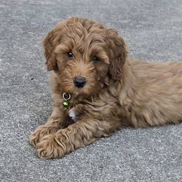 Goldendoodles from Sunflower Doodles