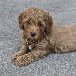 Goldendoodles from Sunflower Doodles