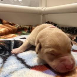 Butterfinger - Yellow female Labrador Retriever puppy in Eugene, Oregon from LakeHouse Labrador Retriever LLC