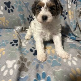 Brown-Mini - Parti female Goldendoodle puppy in Millville, New Jersey from Michelle's Doodles