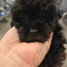 Khloe - Black and tan female Cavapoo puppy in Truckee, California from Heavenly Goldendoodles