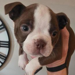 BECCA - Red female Boston Terrier puppy in Anderson, South Carolina from Lola’s House of Bostons & Rescue