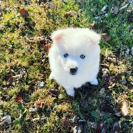 Pomsky Puppies from Paris Pomskies