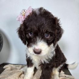 Panda - Brown and white female Aussiedoodle puppy in Haleyville, Alabama from The Cuddly Dood Ranch