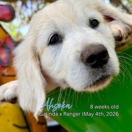 Ahsoka - Light golden female Golden Retriever puppy in Cashion, Oklahoma from Aurum Purus Golden Retrievers