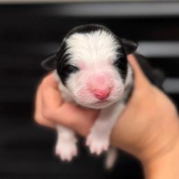 Doom - Black and white male Border Collie puppy in Kalispell, Montana from North Fork Border Collies
