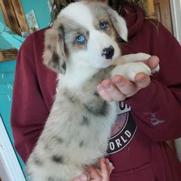 Chester - Blue merle and white male Cardigan Welsh Corgi puppy in Myton, Utah from Cardigan Corgi Cuties 💓