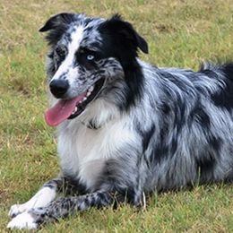 Australian Shepherds from Cut'n Loose