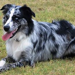 Australian Shepherds from Cut'n Loose