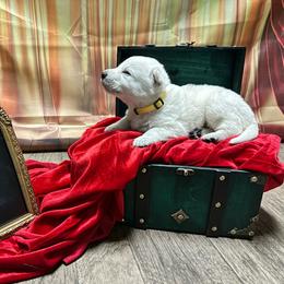 Jester - White male Berger Blanc Suisse puppy in West Alexandri, Ohio from Twisted Acres