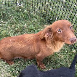 Betsy - Cavalier King Charles Spaniel