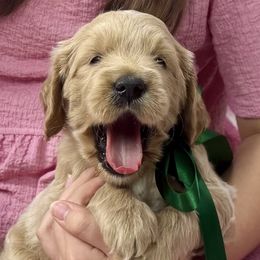 Goldendoodles from Polly Wolly Doodles