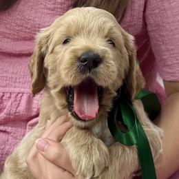 Goldendoodles from Polly Wolly Doodles