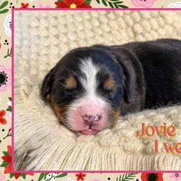 Jovie - Black rust and white female Bernese Mountain Dog puppy in Purcell, Oklahoma from Swiss Berner Bears