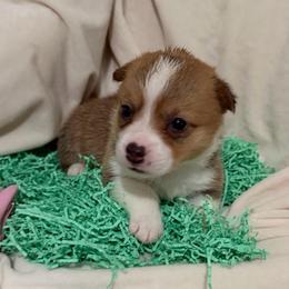 Coda - Red female Pembroke Welsh Corgi puppy in Magnolia, Texas from Wiggle Ranch Corgis
