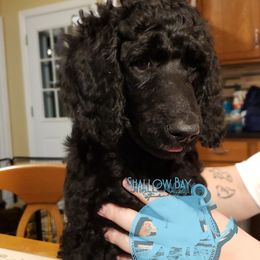 Poodle Puppies from Shallow Bay Standard Poodles