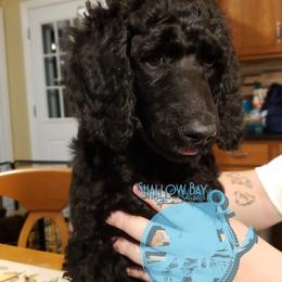 Poodle Puppies from Shallow Bay Standard Poodles