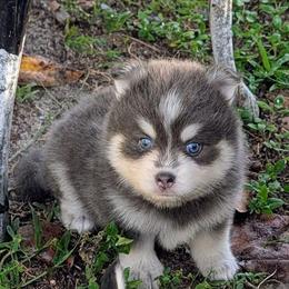 Colby (blue) - 2300 - Blue male Pomsky puppy in Spring Hill, Florida from www.PuppyTimeEmporium.com