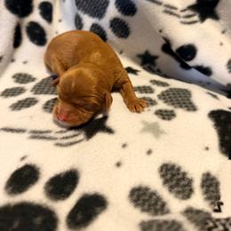 Dasher - Ruby male Cavalier King Charles Spaniel puppy in Destin, Florida from Ruby’s Coastal Cavaliers