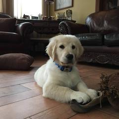 Golden Retriever and Miniature Schnauzer Puppies from Mervar Kennel