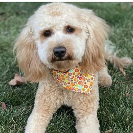 Sadie - Goldendoodle