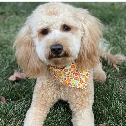 Sadie - Goldendoodle