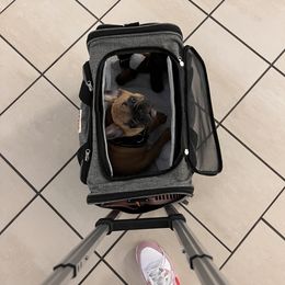 French Bulldog Puppies from Rockstar Kennel