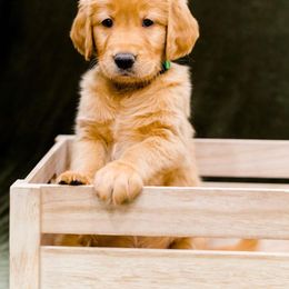 Golden Retriever Puppies from Rigdon Retrievers