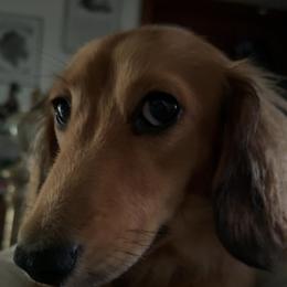 Chili - Dachshund