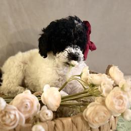 Belle - Parti female Goldendoodle puppy in Saint Louis, Missouri from Jax Doodles