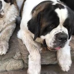 Saint Bernards from Hawtrey Saint Bernards