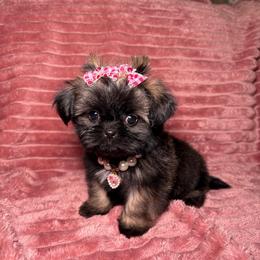 Adaline - Tricolor female Shih Tzu puppy in Phoenix, Arizona from Spoiled ShihTzu LLC