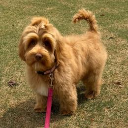 Maroon Boy - Caramel red male Australian Labradoodle puppy in West Union, South Carolina from Golden Corner Labradoodles, LLC