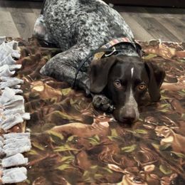 Callie - German Shorthaired Pointer