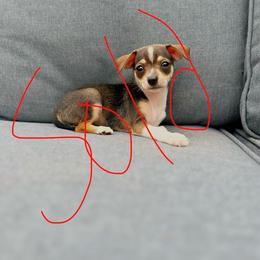 Lesley - Sable spotted white female Chihuahua puppy in Alvord, Texas from Gift of Gods Favor