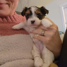 Biewer Terrier and Yorkshire Terrier Puppies from 1.StarDreamPups