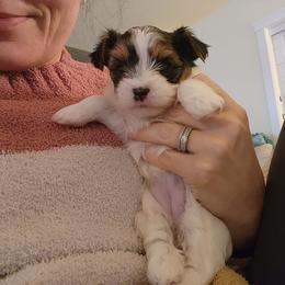 Biewer Terrier and Yorkshire Terrier Puppies from 1.StarDreamPups