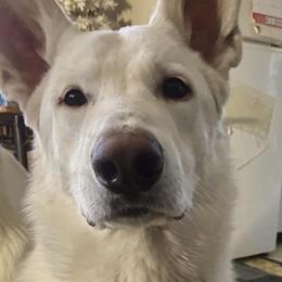 Aries - German Shepherd