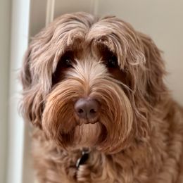 Remy - Australian Labradoodle