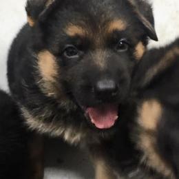 German Shepherd Puppies from Valiant Shepherds