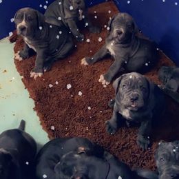 Neapolitan Mastiff Puppies from Unique Uprisings