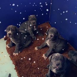 Neapolitan Mastiff Puppies from Unique Uprisings