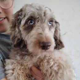 Candy - Aussiedoodle