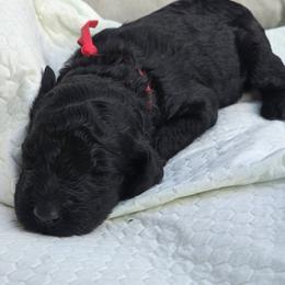 Red Collar - Black female Poodle puppy in Woodbridge, Virginia from Rosa Red Standard Poodles