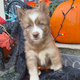 Brandy - Red and white female Siberian Husky puppy in Ravena, New York from Osiris’s Siberians & Pomskies