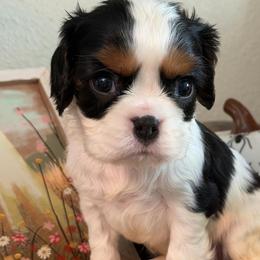 Lenny - Tri-color male Cavalier King Charles Spaniel puppy in Kidder, South Dakota from Continental Cavaliers