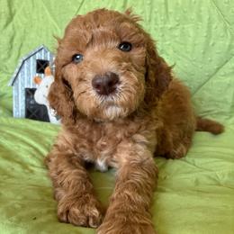 4. CEDAR - BLUE COLLAR BOY - Red  male Goldendoodle puppy in Charlo, Montana from Heavenly Hilltop Farm